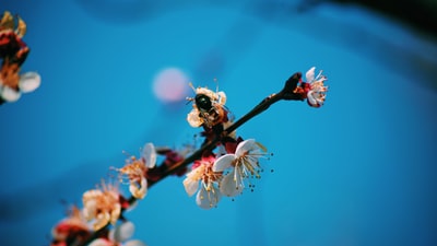 白天，黑白相间的蜜蜂栖息在白花上拍摄特写照片